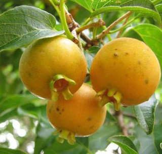 Campomanesia Xanthocarpa