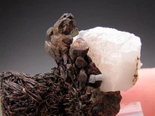 Copper with Quartz Cananea Mine, Cananea Municipality Sonora Mexico