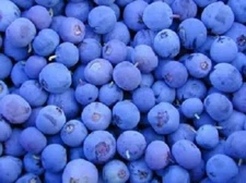 50 NORTHERN HIGHBUSH BLUEBERRY BUSH Fruit Berry Shrub Seeds  *Flat S/H