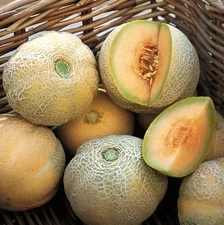 50 Heirloom Minnesota Midget Melon Seeds - Super Sweet  - Super Fast Growing!