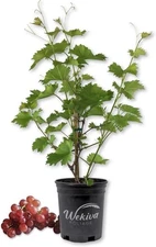 Grape Vine Plant - Live Plant in a 6 Inch Growers Pot - Variety Grower's Choice