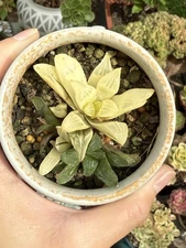 Succulent Plant Haworthia Sp. Variegated  Cluster Fully Rooted