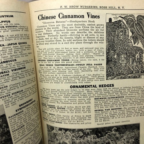 Vintage 1929 F W Brow Nurseries Catalog Rose Hill New York - 第 10/20 張圖片