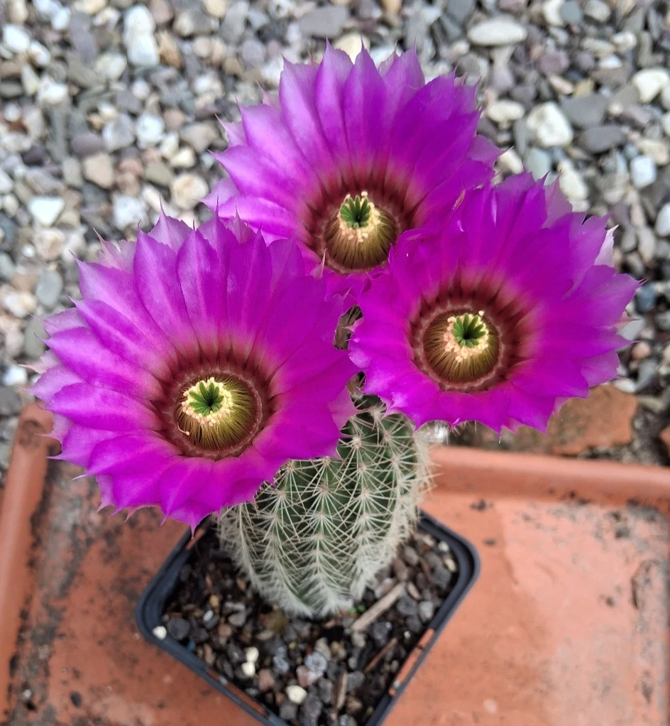 Echinocereus Pflanzen, Bume & Strucher fr volles Sonnenlicht Kakteen &  Sukkulenten online kaufen | eBay.de