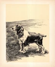 Vintage Springer Spaniel Print 1930s Cleanthe Carr Dog Wall Art Decor 6559b