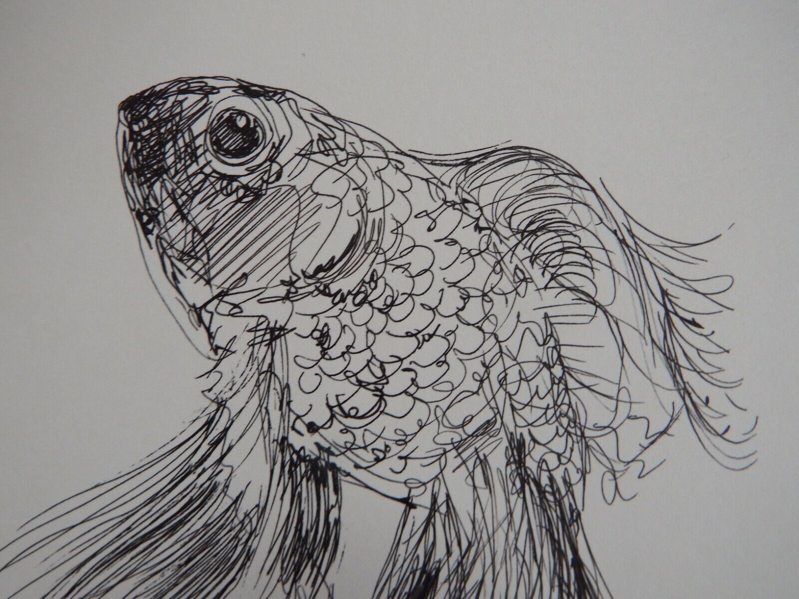 Original Pen & Ink fish drawing sketch of a goldfish on ivory