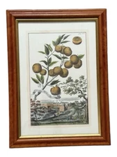Johann Christoph Volckamer Engraving NURNBERGISCHE HESPERIDES CITRUS