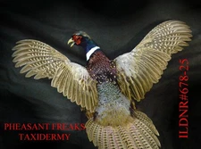 PHEASANT TAXIDERMY MOUNT FLYING UPRIGHT/LEFT WALL HANGING MOUNT ILDNR#678-25