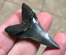 2.06” TREMENDOUSLY INSANE & GORGEOUS “TRANSITIONAL”-MAKO/WHITE SHARKTOOTH FOSSIL