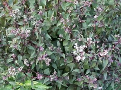 SEEDVILLE USA 50 CHOCOLATE Joe PYE WEED Eupatorium Rugosum Flower Seeds