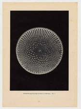 1934 Prochnow: Form Art of Nature. (34454AB)