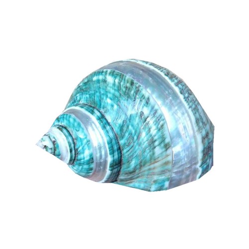 Natural Turban Shell Conch Coral Sea Snail Home Ornament Fish Tank Decor Green - Picture 6 of 12