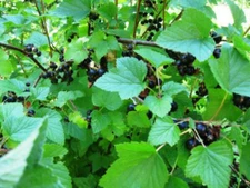 1 - JOSTA BERRY Live Plant -  Cross Between a Black Currant & Gooseberry