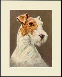 CAIRN TERRIER HEAD STUDY LOVELY MOUNTED DOG PRINT READY TO FRAME