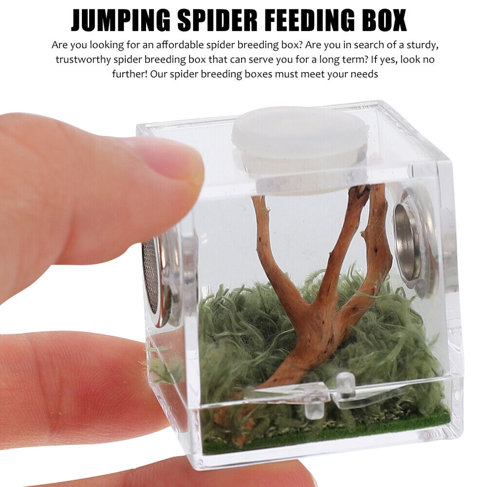 JUMPING SPIDER AS PET: A Comprehensive Jumping Spider Pet Care Guide for  Beginners including habitat, diet, handling, breeding, cost and maintenance.