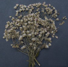 Organic Pressed Flowers   DIY Resin Art, Floral Crafts   100/200/500 Flowers