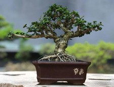 Live Tree Premna Microphylla Bonsai Tree  SMALL   43 
