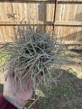 ENORME pianta ad aria Tillandsia Recurvata 8"+ cluster palla muschio pianta aria selvatica TXFresh