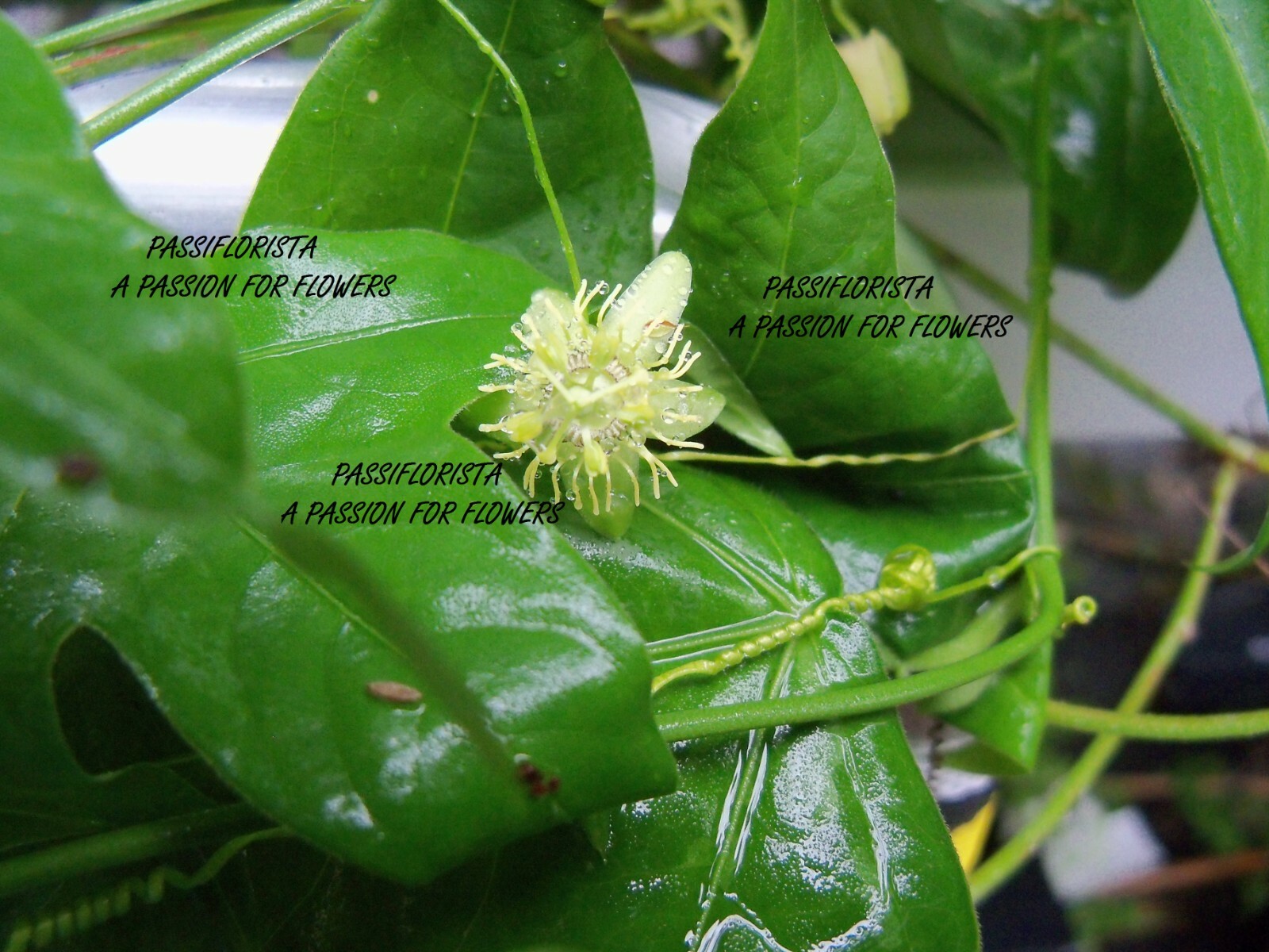 Passiflora suberosa tropical Corky Stem passion flower vine PLANT free