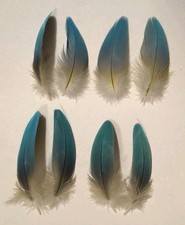 8 Blue and Gold Macaw Feathers 4 Matching Sets of 2 Feathers 3.25-4