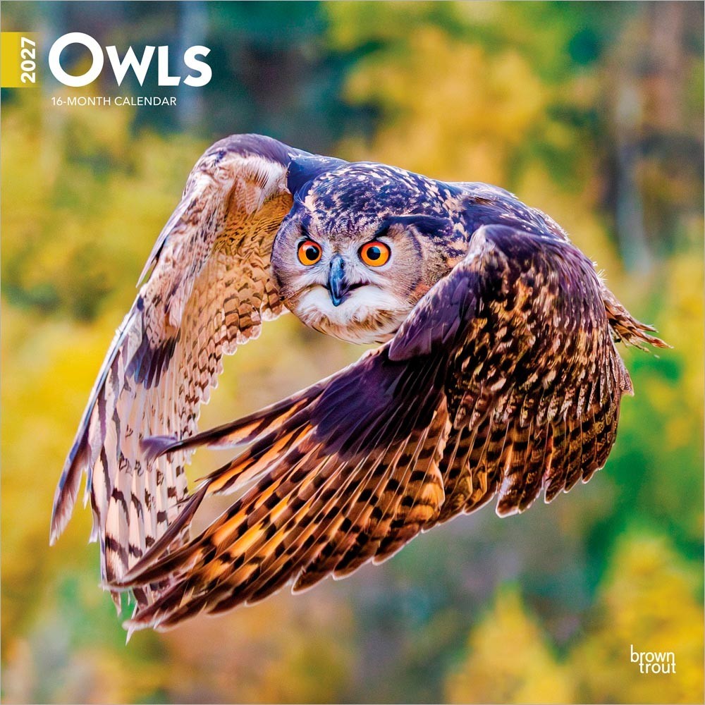 Owls | 2027 12x24" (Hanging) Monthly Square Wall Calendar | Plastic-Free
