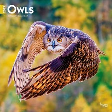 Owls | 2027 12x24 (Hanging) Monthly Square Wa...