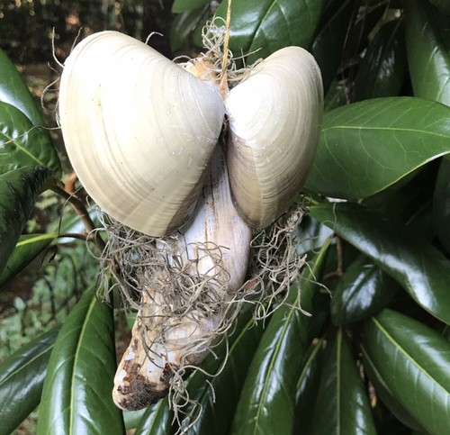 Handmade Seashell Madonna & Angel Christmas Tree Ornaments Shell Beach Decor 2pc - Picture 3 of 5
