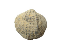 Devonian Lime Creek Cerro Gordo brachiopod fossil Hystricina rockfordensis #1