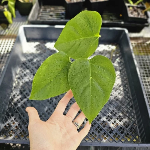 Monstera Sierrana Hawaii Clone, Exact Plant Ships Nationwide