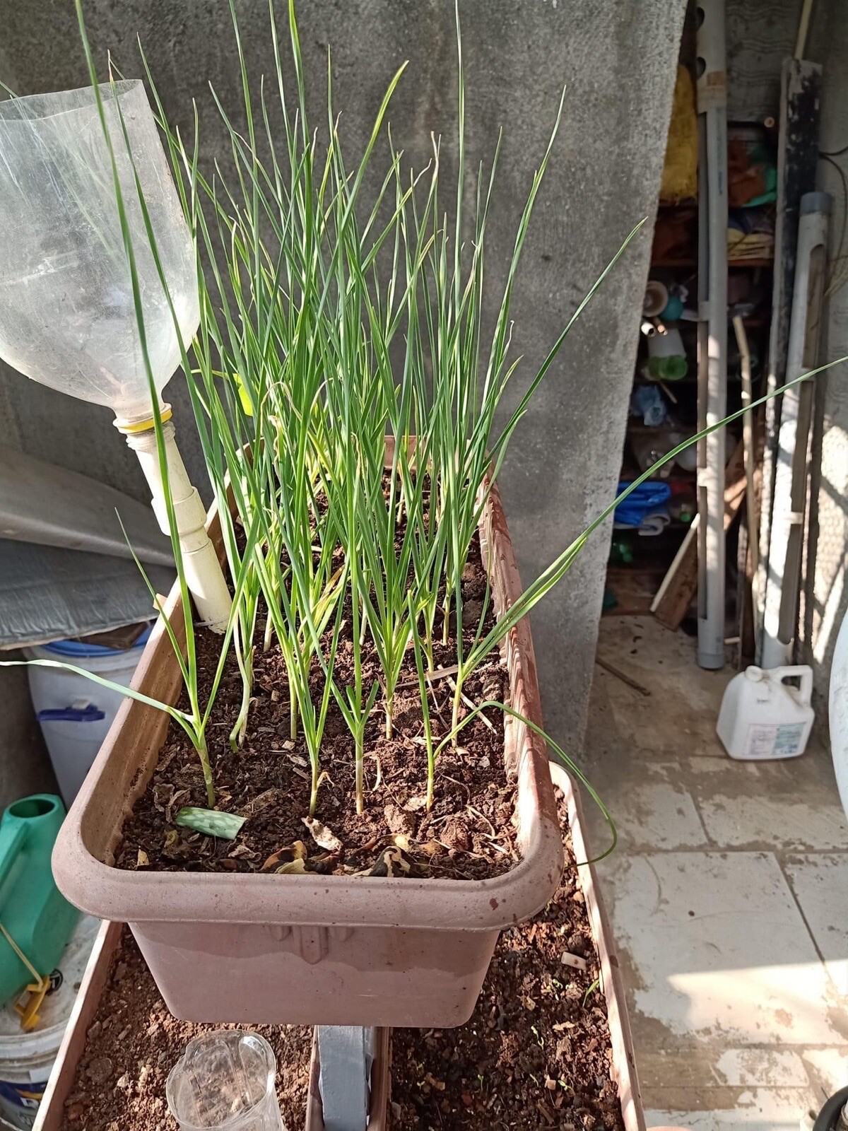 25 Large Garlic Cloves seeds Similar to Elephant Garlic Bulbs Clove