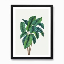 Lady Palm (Rhapis Excelsa) Watercol Framed Wall Art Poster Canvas Print Picture
