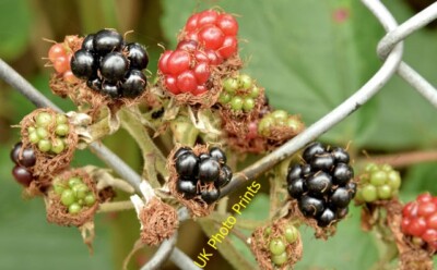 Foto 6x4 Brombeeren, Comber (Oktober 2015) Brombeeren, reif und reif c2015