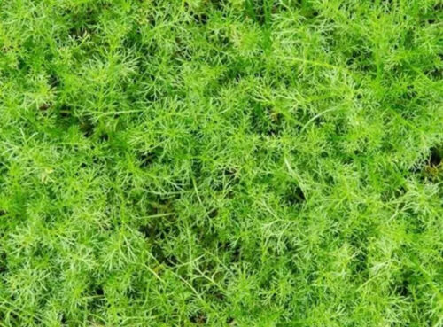 Herb plants, garden ready, 9cm pots lots of choice - Picture 16 of 298