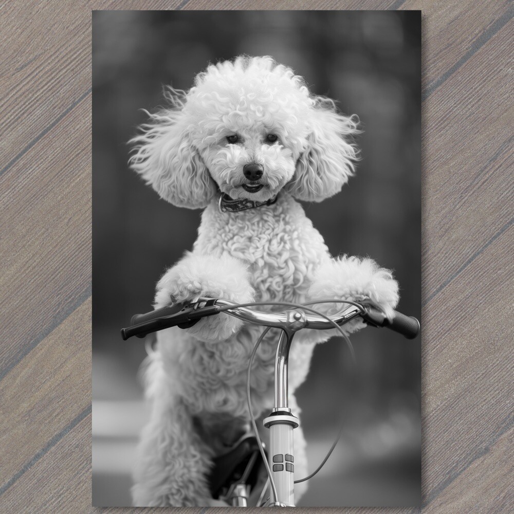 POSTCARD White Poodle Riding Bike Bicycle Funny Cute Strange Dog Weird  Puppy Fun