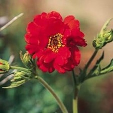 Geum Mrs Bradshaw - 25 Seeds, Non-GMO