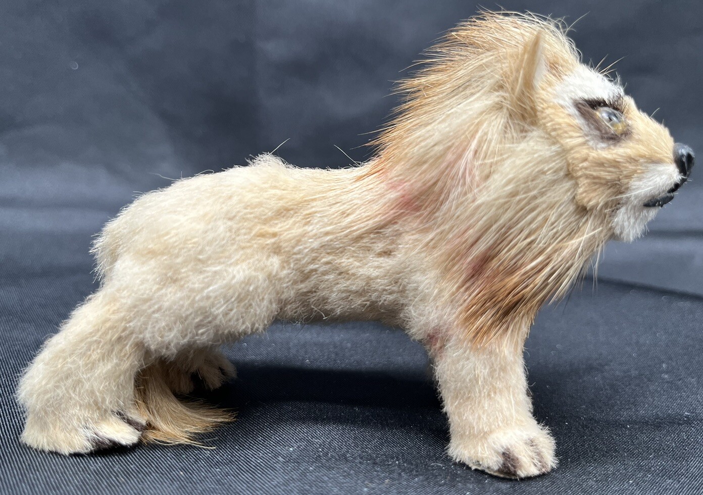 Antique Miniature Taxidermy Real Fur Glass Eyes Lion Toy Sculpture