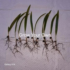 10 Windmill Palm Seedlings