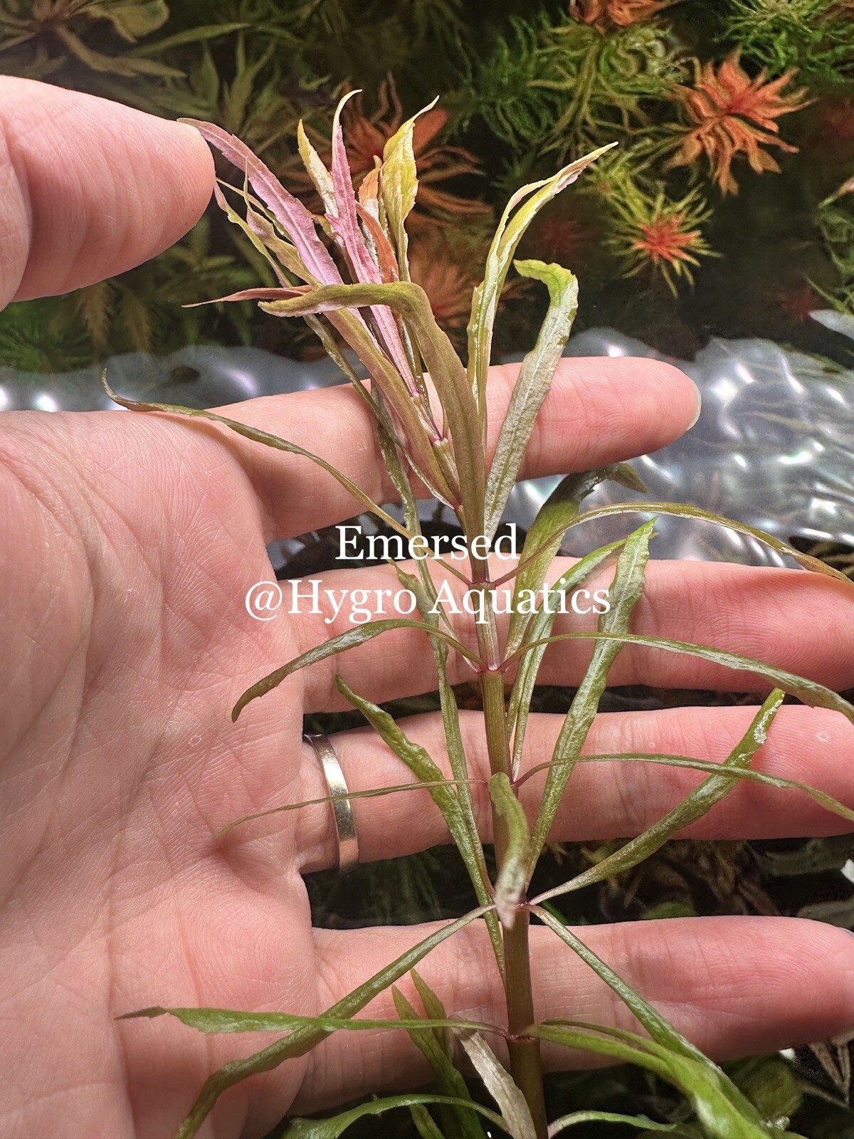 Pogostemon Sp Kimberly Rare Live Aquarium Plant eBay
