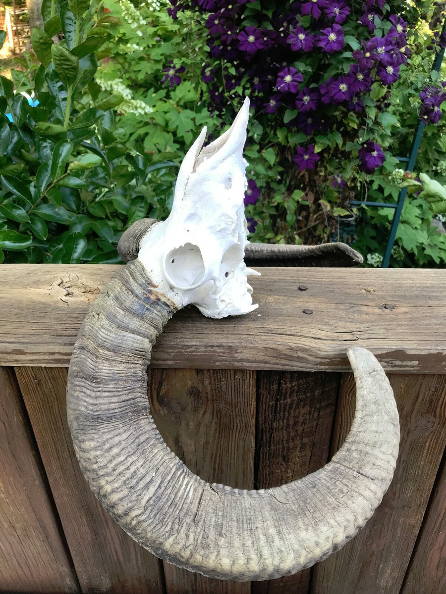 Taxidermy RARE RED SHEEP Skull Nice Big Horns = hybrid Armenian