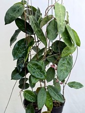 Hoya pietolepis [2b17a003] 2 macetas, 2 plantas, 20-22 pulgadas ¡¡Raro!!!