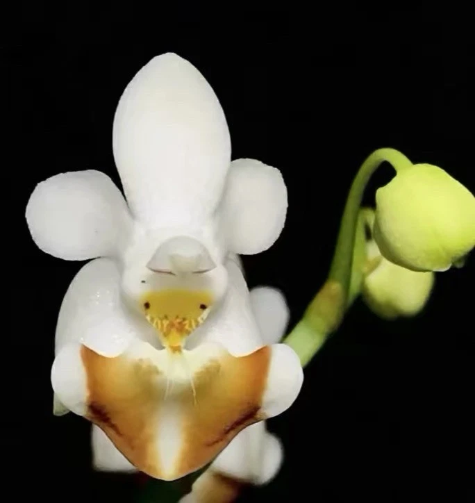 Vietnam Phalaenopsis lobbii Rare Species Miniature Orchid Blooming Size Plant
Opens in a new window