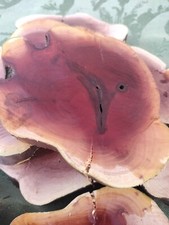 25pcs Manzanita slices burl ,slabs live edge wood crafts aquarium arts diy epoxy