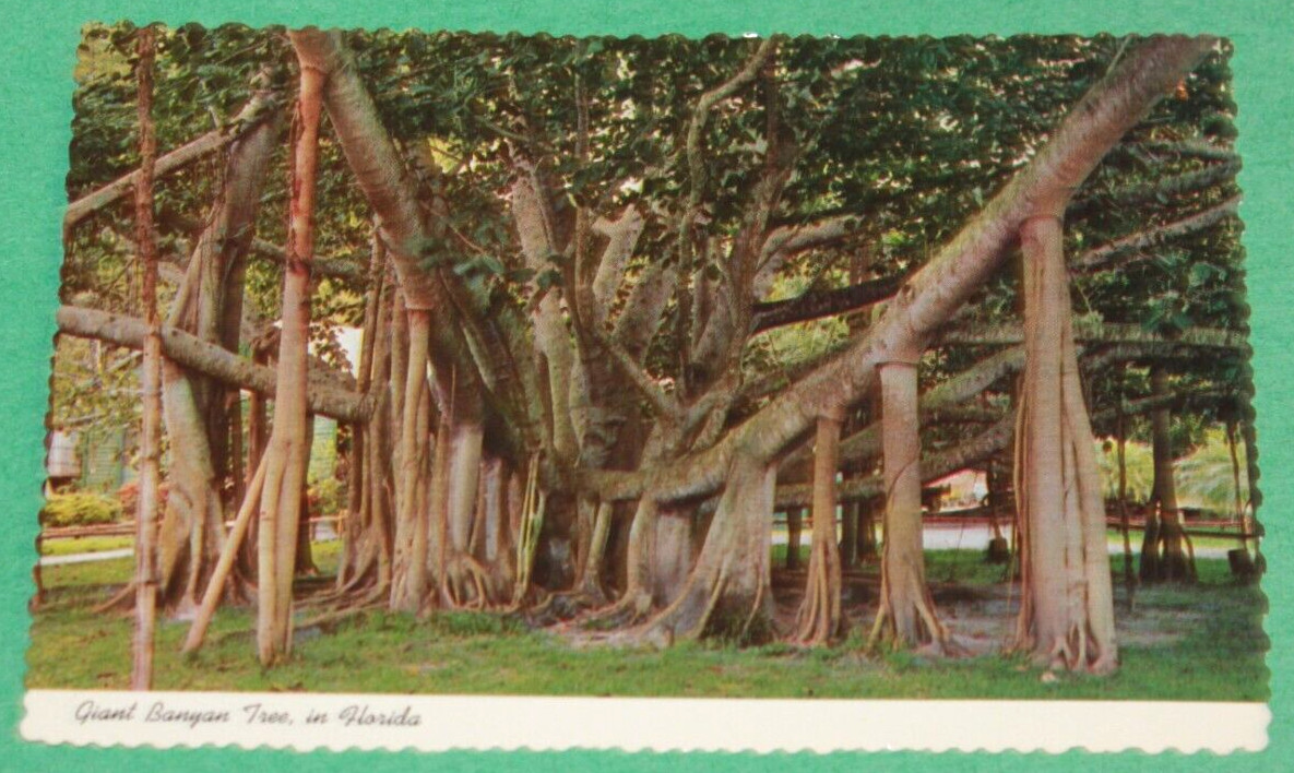Vintage Travel Postcard Giant Banyan Tree Florida