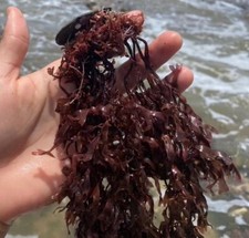 Dr Sebi Purple Sea Moss Wild Chondrus Crispus Carrageen Whole Leaf Organic 2 Oz