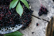 1 Sambucus nigra Live Elderberry Rooted Plant - Edible Berries - Zones 5-7