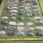 Lot of  55 Atlantic Oyster Shells 3 To 4.5 Inches Long Craft Art — photo 3