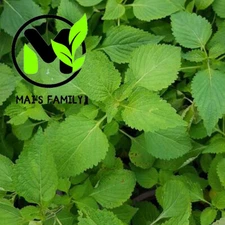 Vietnamese Balm seeds, Balm seeds,Hat Rau Kinh Gioi,Easy to Grow, Delicious!!