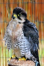 Lanner falcon (Falco biarmicus) bird of prey photograph picture poster art print