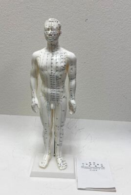 20 inches Chinese Human Acupuncture Model with Acupoints and Meridians