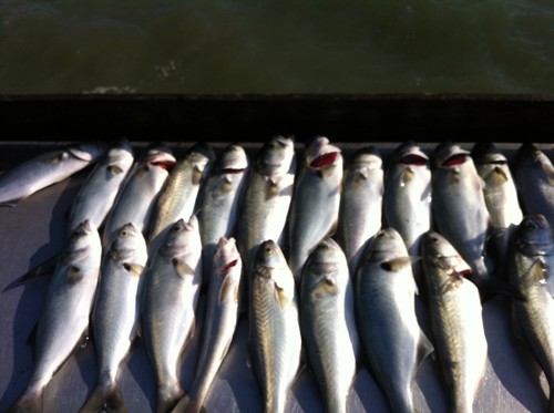 10 Hi-Low, Surf Fishing Rigs Pompano Whitings Snappers Flounder Spots Etc - Picture 6 of 18
